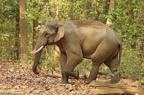 Indian Elephant (Tusker) coming out of Sal forest, Corbett National Park, India