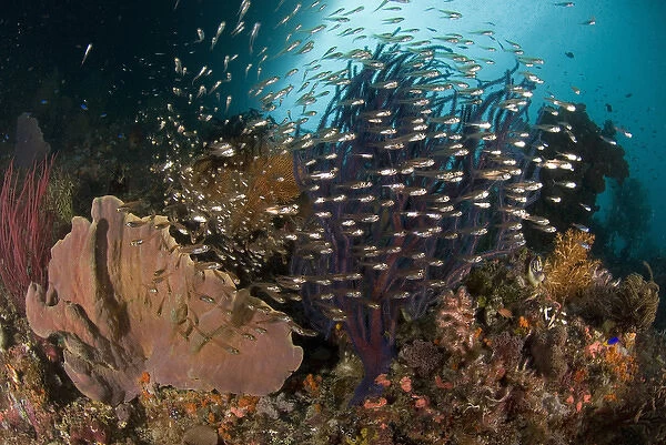 Indian Ocean, Indonesia, Raja Ampat. Reef panorama with corals and glassy cardinalfish