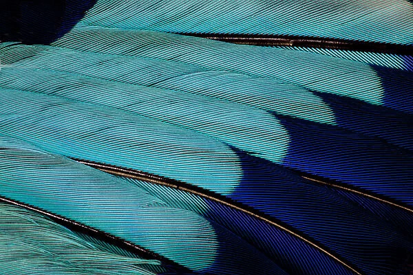 Indian Roller wing feathers