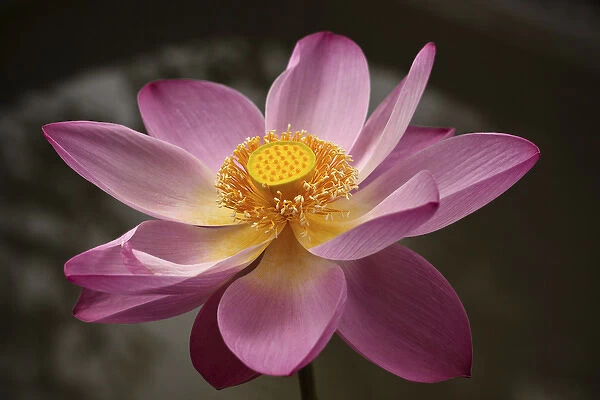 Indonesia, Bali, Ubud, Nyuh Kuning Village. Close-up shot of lotus flower in full bloom