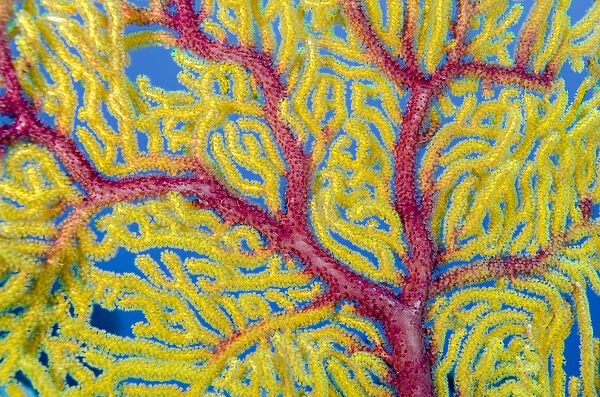 Indonesia, Forgotten Islands. Close-up of soft coral