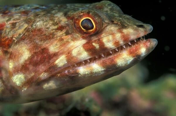 Indonesia. Lizardfish