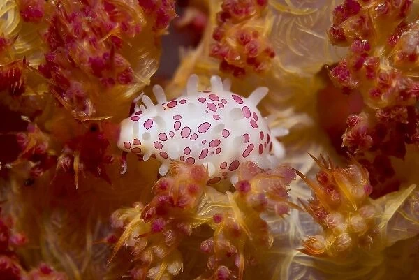 Indonesia, New Guinea Island, Raja Ampat. Cowry mollusks can match their color to