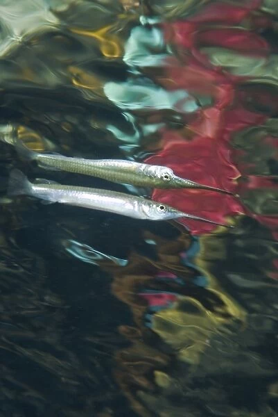 Indonesia, Papua, Raja Ampat. Abstract effect of halfbeak fish and other reflections