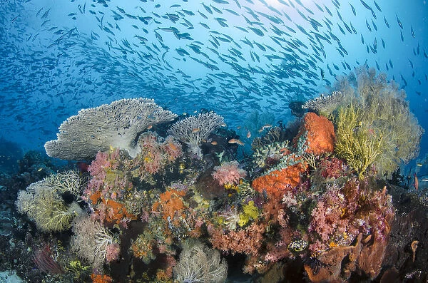 Indonesia, Papua, Raja Ampat. Fish schooling around coral reef