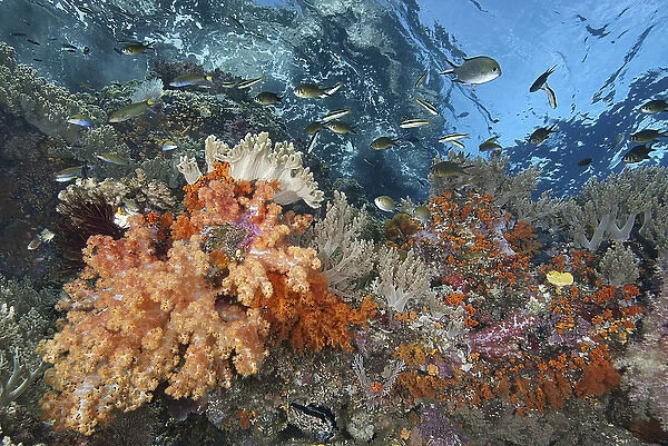 Indonesia, Papua, Raja Ampat. Underwater scenic of fish and coral