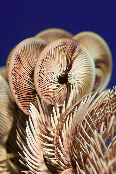 Indonesia, Raja Ampat. Arty view of feather star crinoid