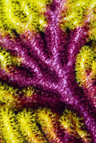 Indonesia, Raja Ampat, Misool. Detail of the multi-colored growth pattern of a sea fan coral