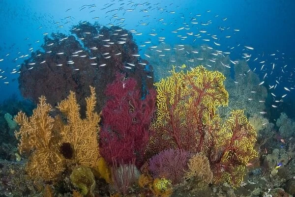 Indonesia, Raja Ampat. View of diverse coral reef marine ecosystem and popular diving spot