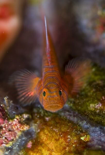 Indonesia, Raja Ampat. Front view of goby fish above coral