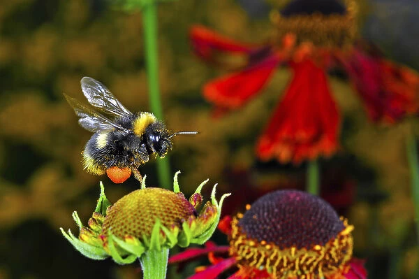 Insect in Flight, High Speed Photographic Technique Bumblebee in Flight, Switzerland