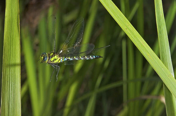 Insect in Flight, High Speed Photographic Technique Southern Hawker or Blue Darner in Flight