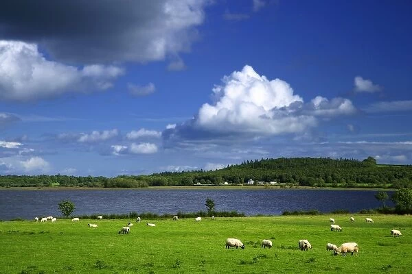 Ireland, County Roscommon. Pastoral scene of lake and grazing sheep