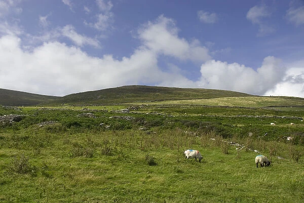 IRELAND, Kerry, Dingle Peninsula. Sheep
