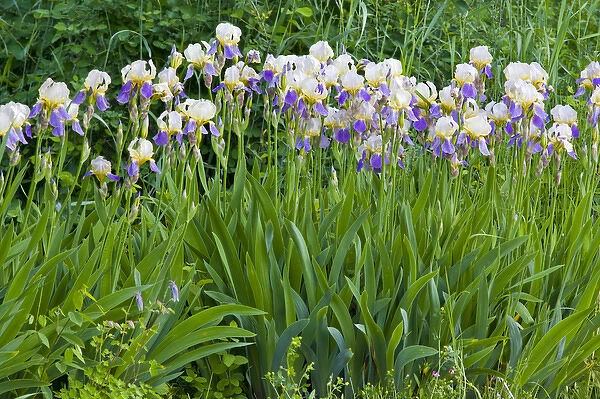 Iris flowers in full bloom in Whitefish Montana
