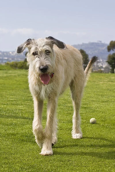 An Irish Wolfhound puppy walking away from his ball