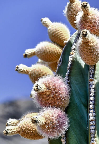 Isla de Espiritu Santo, Baja, Mexico, Pachycereus pringlei, cardo n cactus, close-up of fruit