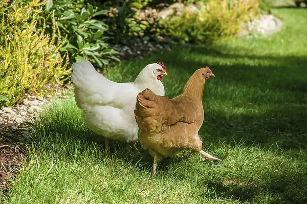 Issaquah, Washington State, USA. Free-ranging chickens White Plymouth Rock and Buff