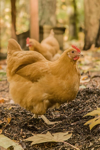 Issaquah, Washington State, USA. Free-ranging Buff Orpington chickens. (PR)