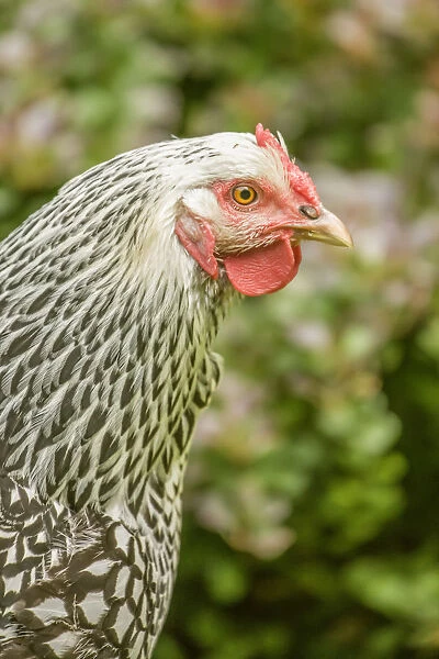 Issaquah, Washington State, USA. Portrait of a free-range Silver-laced Wyandotte chicken