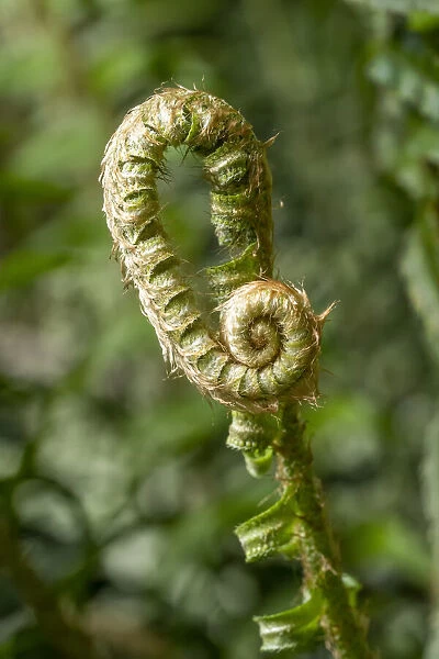 Issaquah, Washington State, USA. Western Swordfern fiddleheads. Fronds partially unroll their fiddleheads by late May