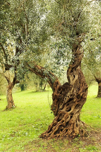 Italy, old Mediterranean olive trees. The botanical name Olea europaea, meaning European