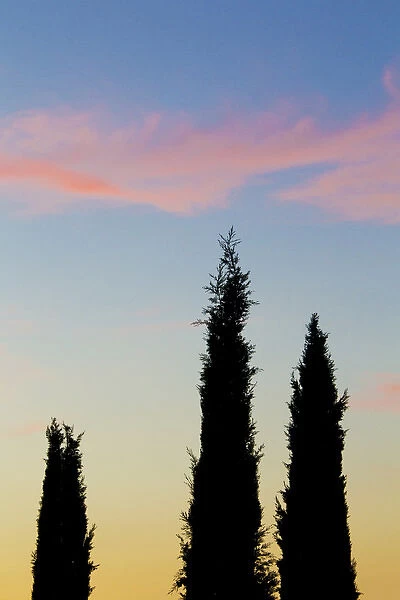 Italy, Orvieto. Cypress trees and cloud at sunset