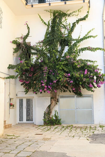 Italy, Ostuni. Old town, Bougainvillea along narrow alleyways. The White City