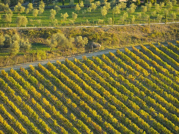 Italy, Tuscany. Autumn vineyards in the Chianti region