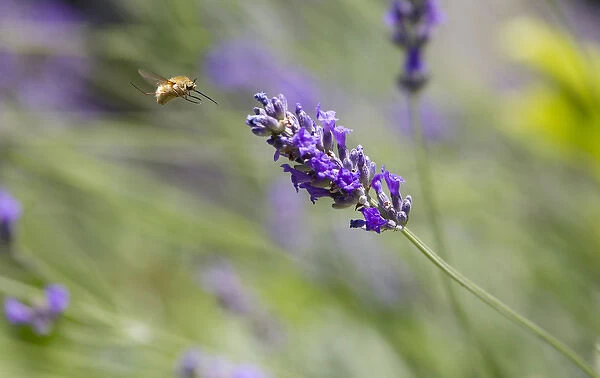 Italy, Tuscany. Bee fly and lavender flower