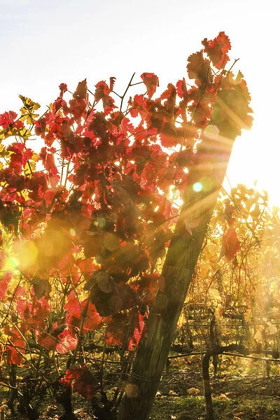 Italy, Tuscany. Grape vines with autumn leaves