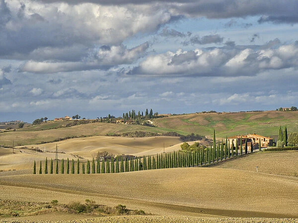 Italy, Tuscany. A tree lined entrance to a villa in the Tuscan countryside