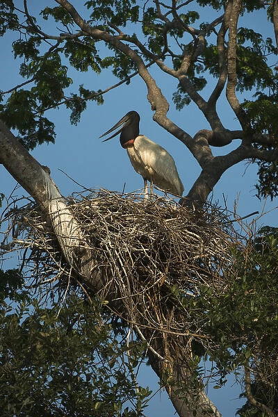 Jabiru Stork (Jabiru mycteria), Northern Pantanal, Mato Grosso, Brazil
