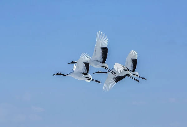 Japan, Hokkaido. Japanese cranes flying. Credit as: Jim Zuckerman  /  Jaynes Gallery  /  DanitaDelimont