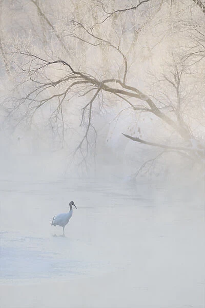 Japan, Hokkaido, Tsurui. A hooded crane walks through a cold river under hoarfrost-covered