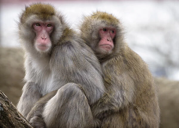 Two Japanese macaques huddling at the Cincinnati Zoo
