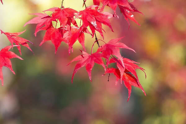 Japanese Maple Trees & Leaves Westonbirt Arboretum, Gloucestershire, England, UK