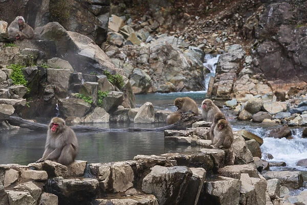Japanese snow monkeys, macaques, sitting around the hot springs of Jigokudani Park
