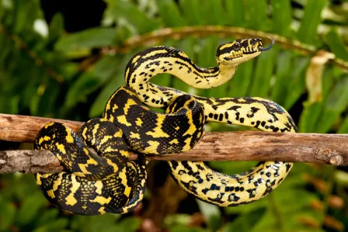 Framed Print : Jungle Carpet Python Print, Morelia spilotes variegata Framed Print : Jungle Carpet Python Print, Morelia spilotes variegata