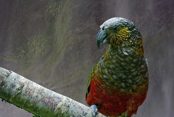 Kaka, a native parrot of New Zealand, with mist from waterfall in Milford Sound as