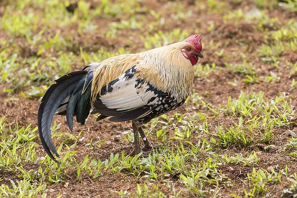 Kauai, Hawaii. Chickens
