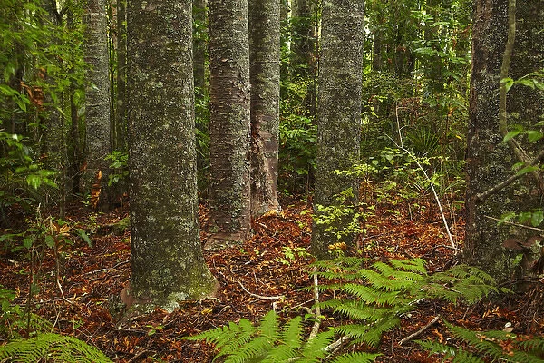 Kauri Trees, Parry Kauri Park, Warkworth, Auckland Region, North Island, New Zealand