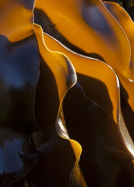 Kelp, Olympic National Park, Washington, USA