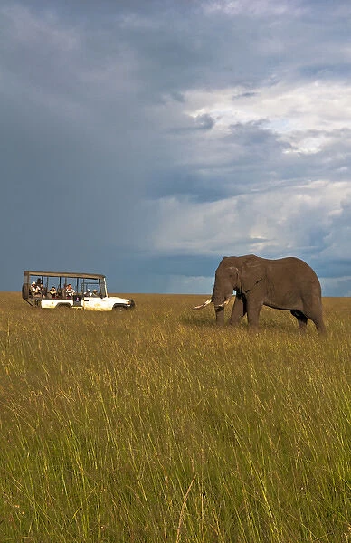 Kenya Masai Mara Africa lone giant elephant in golden sunset with grass with safari