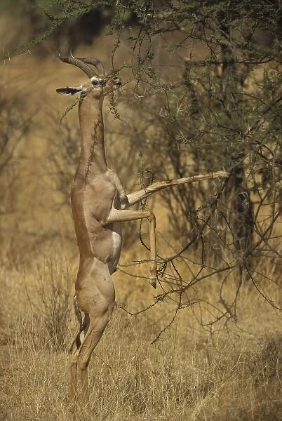 Kenya, Samburu National Park. A male gerenuk balances on its hind legs while stretching