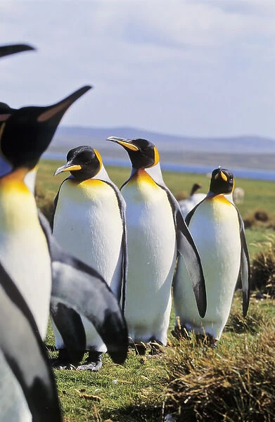 King Penguin (Aptenodytes patagonica) group near the colony at Volunteer Point