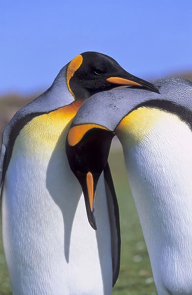 King Penguin (Aptenodytes patagonica) pair preparing for mating near the colony at