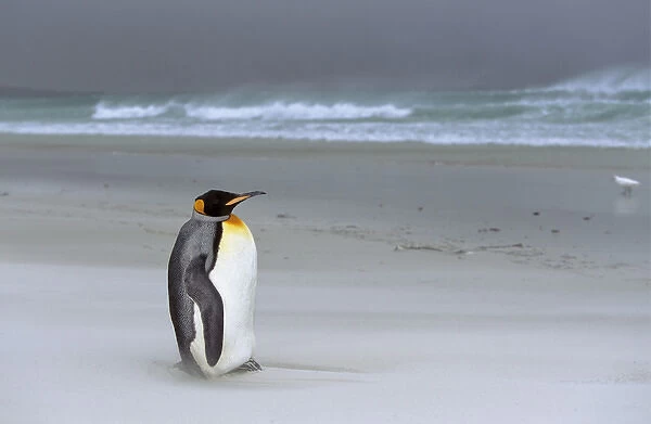 King Penguin (Aptenodytes patagonica) is resting on stormy weather with sandstorm