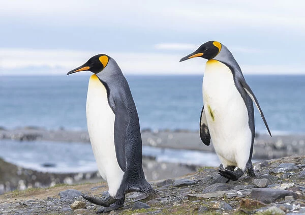 King Penguin (Aptenodytes patagonicus) rookery in St. Andrews Bay. Courtship behavior