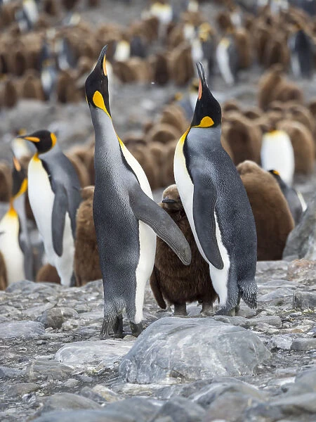 King Penguin (Aptenodytes patagonicus) rookery in St. Andrews Bay. Feeding behavior